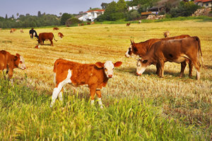 The BEST-Dairy tool helps dairy owners and operators use energy and water as efficiently as possible Photos of cows in a pasture